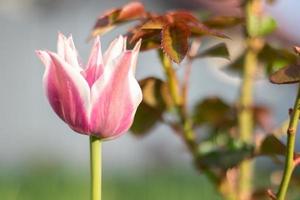 Selective focus of one pink or lilac tulip in a garden with green leaves. Blurred background. A flower that grows among the grass on a warm sunny day. Spring and Easter natural background with tulip. photo