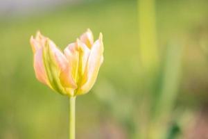 Selective focus of one yellow tulip in the garden with green leaves. Blurred background. A flower that grows among the grass on a warm sunny day. Spring and Easter natural background with tulip.