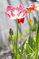 Selective focus of one pink or lilac tulip in a garden with green leaves. Blurred background. A flower that grows among the grass on a warm sunny day. Spring and Easter natural background with tulip.