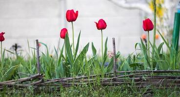 Selective focus. Many red tulips grow in the garden with green leaves. Blurred background. A flower that grows among the grass on a warm sunny day. Spring and Easter natural background with tulip. photo