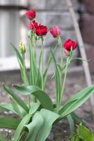 Selective focus. Many red tulips grow in the garden with green leaves. Blurred background. A flower that grows among the grass on a warm sunny day. Spring and Easter natural background with tulip. photo