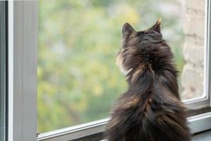 Domestic long-haired three-color orange-black-and-white cat sitting near window and looking out it. photo