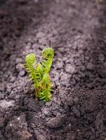 Small young green shoots of ferns, Polypodiophyta, on sunlit spring soil. Selective focus. photo