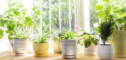 Different green house plants on window in sunny summer day. Banner. Selective focus. photo