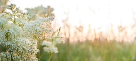 Natural background with soft focus of white meadow flowers at sunset. Banner. Copy space. photo