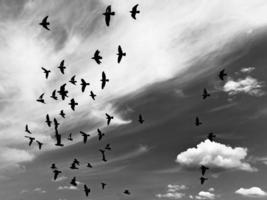 Silhouettes of flying doves in sky with white clouds. Black and white photo. photo