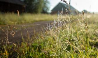 Cobweb on meadow grass near road close up on village backdrop at dawn. Selective focus. photo