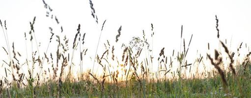 imagen de fondo borrosa de la hierba de pradera al atardecer en verano con tiro de ángulo bajo. foto