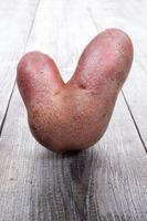 One non-standard ugly V-shaped fresh raw potato standing on grey wooden background. Close-up, vertical orientation.