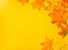 Beautiful fall maple leaves on yellow background. Autumn mockup, copy space. photo