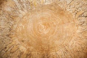 Wooden. Close-up large birch saw cut with beautiful natural pattern. photo