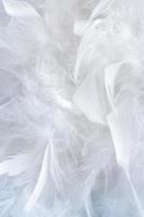 Wonderful natural pattern of a lot of big and little white gentle feathers of feather boa. photo