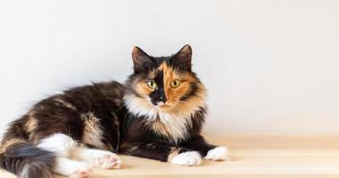 Beautiful young three-color orange-black-and-white cat is lying on wooden floor and looking at camera. photo