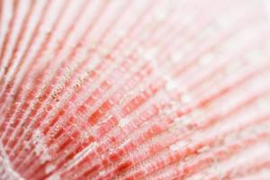 Natural background. Close-up part of surface of bright pink seashell with relief strips. photo