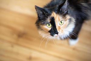 Cute three-color orange-black-and-white young cat standing on wooden floor and looking at camera. photo