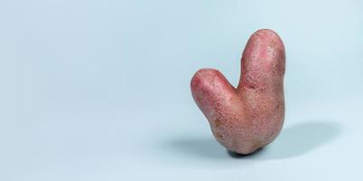 One ugly V-shaped fresh raw potato standing on light blue background with shadows. Waste zero food. Web banner. photo