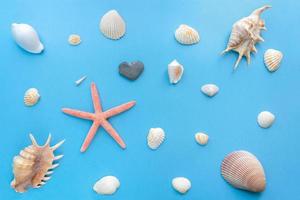 conjunto plano de conchas marinas de diferentes tamaños sobre un fondo azul pastel brillante. foto