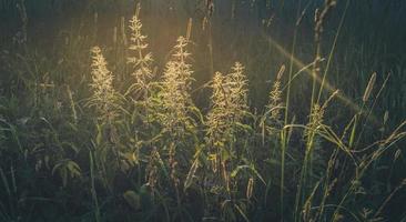 Sunlit meadow grass nettle close-up at sunset. Soft focus. Toned image. photo