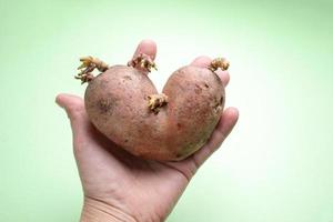 Female hand is one ugly potato on green background. photo