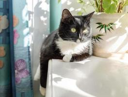 Black and white cat is lying on sunlit windowsill. photo