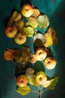 Play of light and shadow on laid out on emerald green background of farm apples with autumn leaves. photo