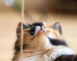 Cute three-color orange-black-and-white young cat looking up to rope close up. photo