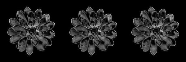 Creative banner of seamless pattern of black cactus succulent rosettes with white border on black background. photo