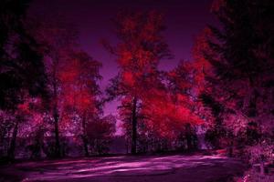 Halloween mysterious forest toned design in red and purple forest with moonlit glade and trees with blood-red foliage. photo