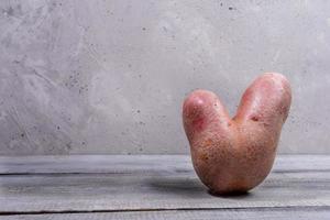 One non-standard ugly V-shaped fresh raw potato standing on grey wooden table on concrete wall background. Copy space. photo