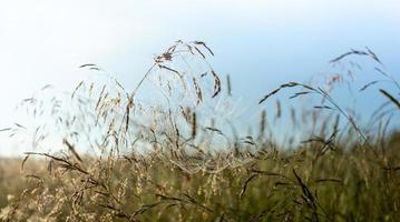 Natural image with soft focus with thin cobweb on meadow grass at dawn. Low angle shot. photo