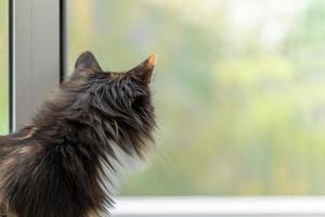 Long-haired three-color orange-black-and-white cat standing near window and looking out it. photo