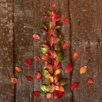 ramita de otoño con hojas naturales de colores multicolores sobre fondo de corteza de árbol. foto