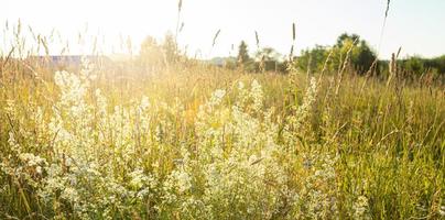 Natural background of meadow grass close-up. Soft focus. photo