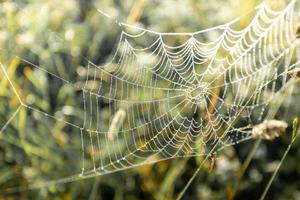 Blurred background natural image with thin cobweb on meadow grass. photo