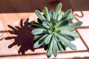 Sunlit green house plant succulent with hard shadows on wooden table in sunny day. View from above. photo