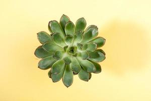 Green succulent plant on pastel yellow background. Flat lay, top view, copy space. photo