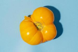 Top view close-up fresh ripe farm yellow tomato on blue backdrop with copy space. Advertising healthy natural food. photo