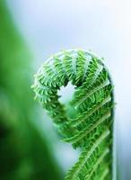 One young green curl shoot of fern, Polypodiophyta, close up. Selective focus. Vertical orientation. photo