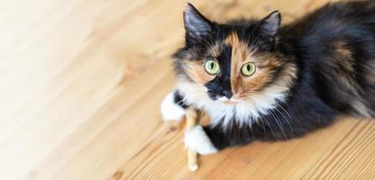 Advertising banner with three-color orange-black-and-white young cat is lying on wooden floor and looking at camera. photo