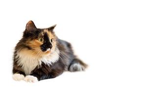 Cute fluffy young three-color orange-black-and-white long-haired cat isolated on white background. Advertising banner. photo