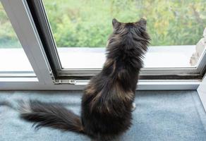 Top view and rear to domestic three-color cat sitting near open window with mesh and looking out it. photo