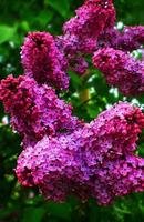 Lilac branch against the background of green leaves photo