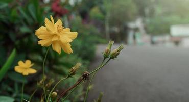 hermoso cosmos amarillo que florece en el pueblo foto