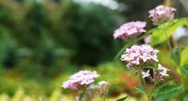 Verbena Bonariensis against a blue sky in the middle of the countryside photo