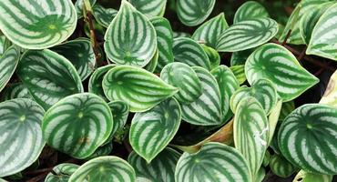 Watermelon Peperomia leaves pattern grown at indoor house plants photo