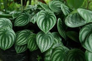 patrón de hojas de peperomia de sandía cultivadas en plantas de interior foto