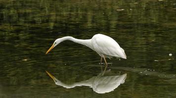 great white egret with its reflection in marsh water, mirror effect photo