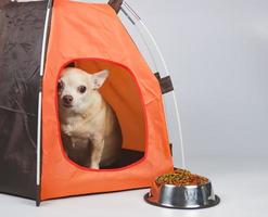 brown short hair Chihuahua dog sitting in orange camping tent on white background with dog food bowl in front of the tent. photo