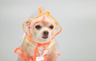 chihuahua dog wearing orange and transparent rain coat or jacket with  hood sitting on white background. photo