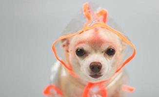 chihuahua dog wearing orange and transparent rain coat or jacket with  hood sitting on white background. photo